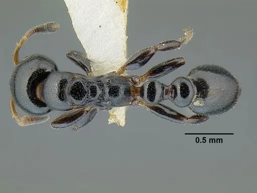 Tetraponera pedana specimen
