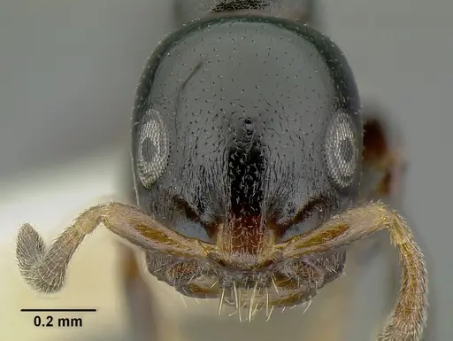 Tetraponera pedana specimen