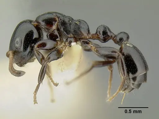 Tetraponera pedana specimen