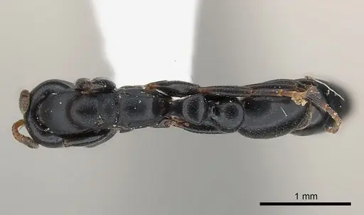 Tetraponera penzigi specimen