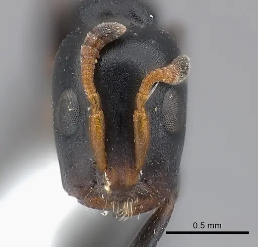 Tetraponera penzigi specimen