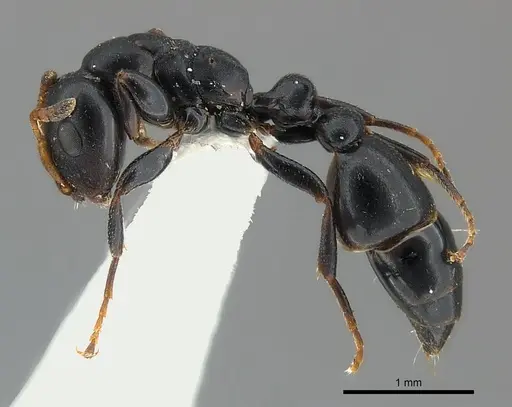 Tetraponera penzigi specimen