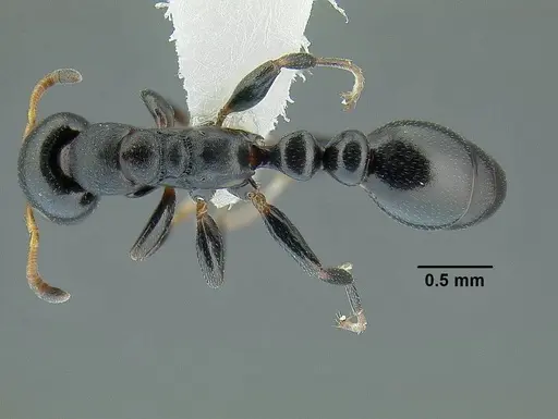 Tetraponera penzigi - CASENT0794353