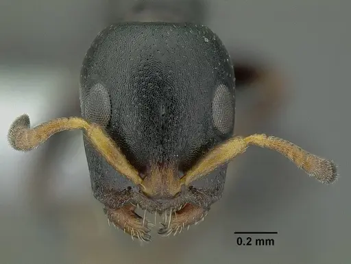 Tetraponera penzigi - CASENT0794353