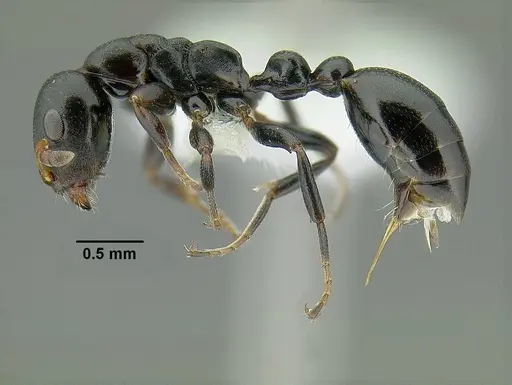 Tetraponera penzigi - CASENT0794353