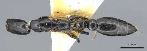 Tetraponera penzigi - CASENT0902818