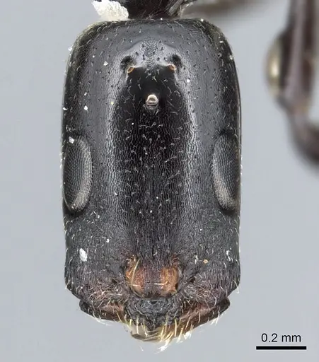 Tetraponera penzigi - CASENT0902818
