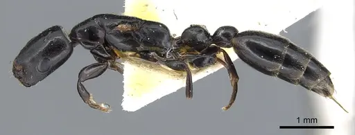 Tetraponera penzigi - CASENT0902818