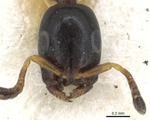 Tetraponera penzigi - CASENT0902911