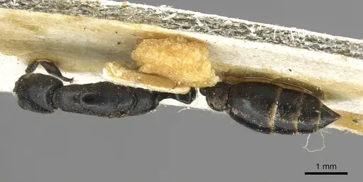 Tetraponera penzigi - CASENT0915538