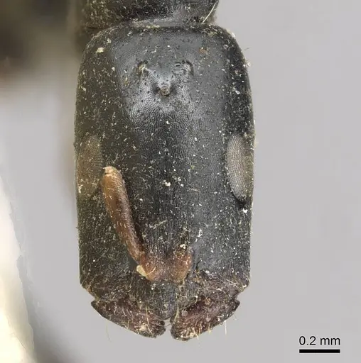 Tetraponera penzigi - CASENT0915538