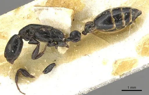 Tetraponera penzigi - CASENT0915538