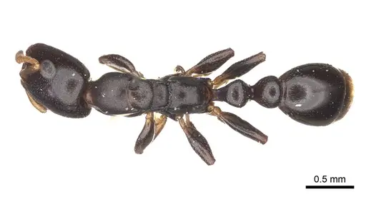 Tetraponera penzigi - CASENT0915851