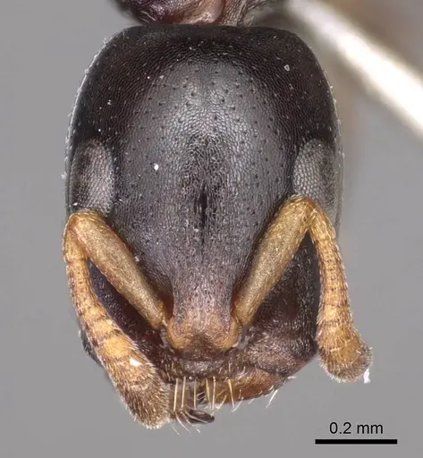 Tetraponera penzigi - CASENT0915851