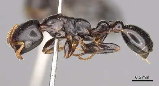 Tetraponera penzigi - CASENT0915851