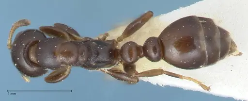 Tetraponera penzigi - FOCOL1155