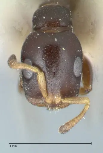 Tetraponera penzigi - FOCOL1155