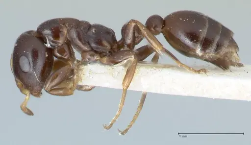 Tetraponera penzigi - FOCOL1155