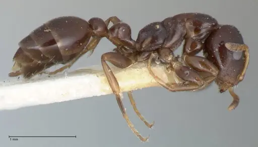 Tetraponera penzigi - FOCOL1155