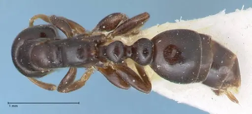 Tetraponera penzigi - FOCOL1156