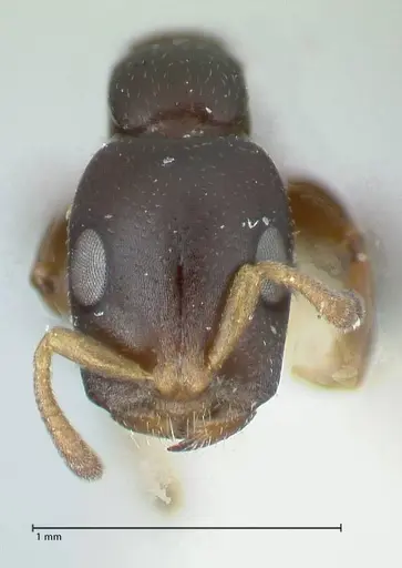 Tetraponera penzigi - FOCOL1156