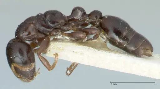 Tetraponera penzigi - FOCOL1156