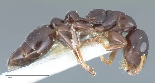 Tetraponera penzigi - FOCOL1156