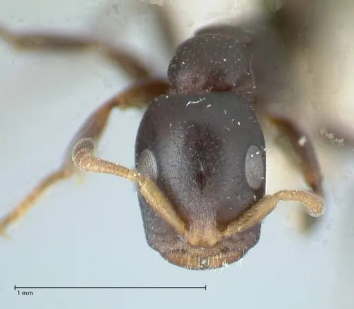 Tetraponera penzigi - FOCOL1157