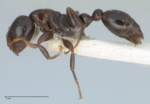 Tetraponera penzigi - FOCOL1157