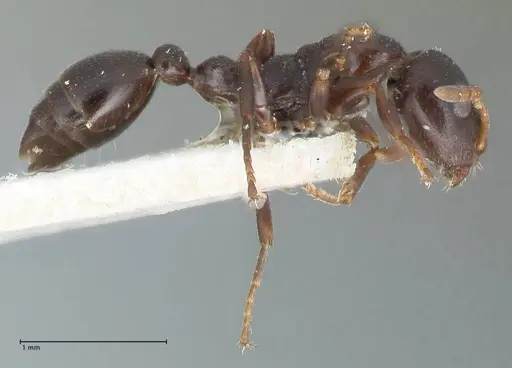 Tetraponera penzigi - FOCOL1157