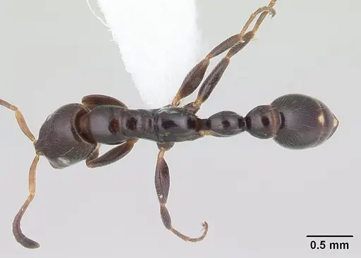 Tetraponera perlonga specimen