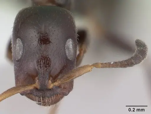 Tetraponera perlonga specimen