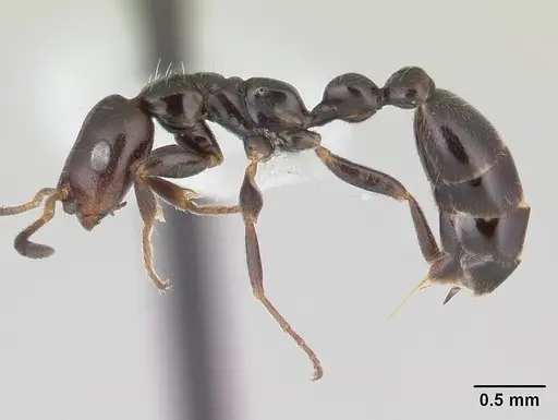 Tetraponera perlonga specimen