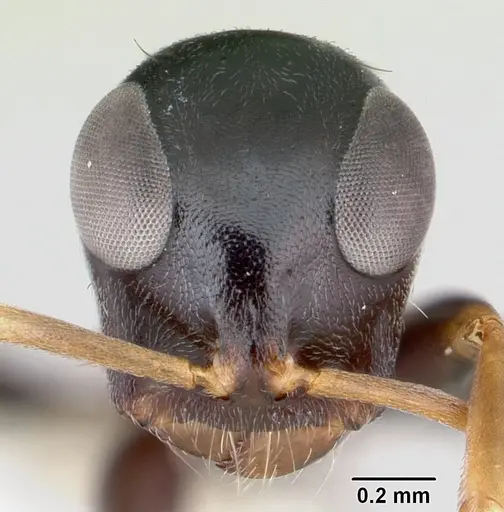 Tetraponera phragmotica specimen