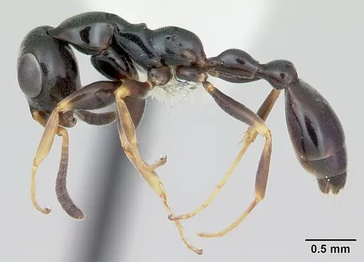 Tetraponera phragmotica specimen