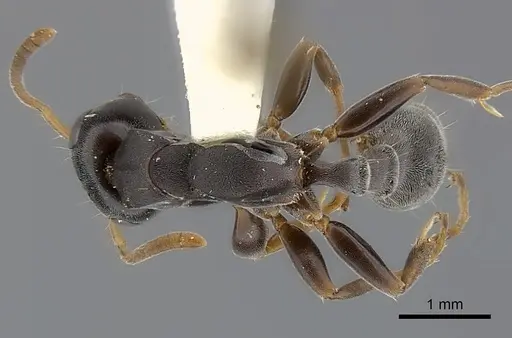 Tetraponera pilosa specimen