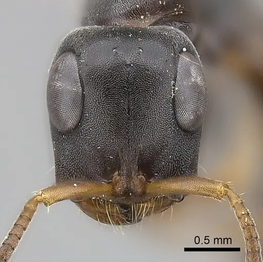 Tetraponera pilosa specimen