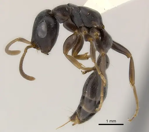 Tetraponera pilosa specimen