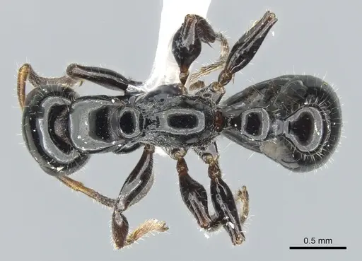 Tetraponera polita specimen