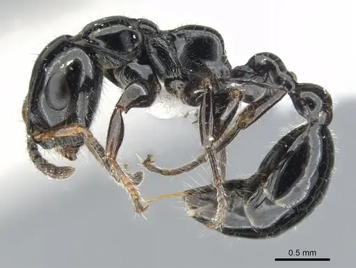 Tetraponera polita specimen