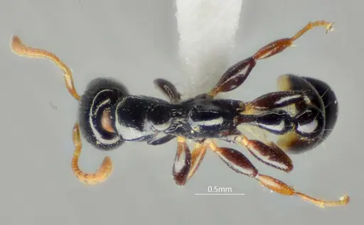 Tetraponera protensa specimen