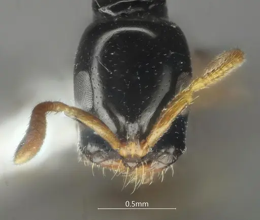 Tetraponera protensa specimen