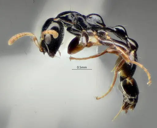 Tetraponera protensa specimen