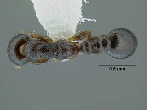 Tetraponera pumila specimen