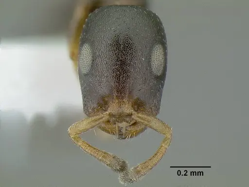 Tetraponera pumila specimen
