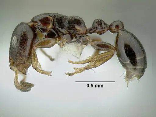Tetraponera pumila specimen