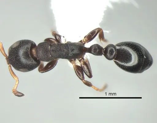 Tetraponera pumila - CASENT0863337