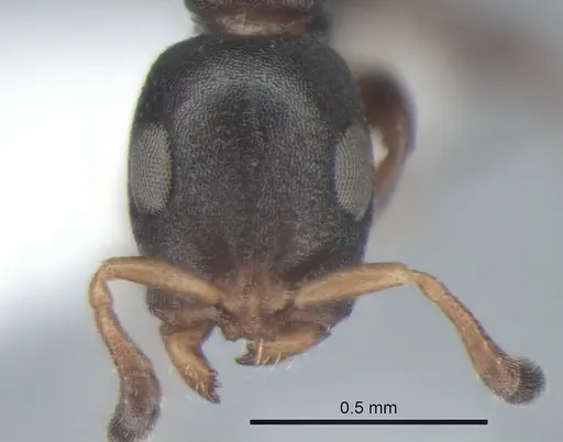 Tetraponera pumila - CASENT0863337