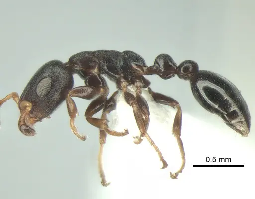 Tetraponera pumila - CASENT0863337