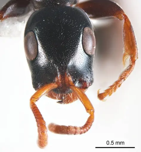 Tetraponera punctulata specimen